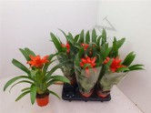 Guzmania Calypso d 12 h35 - Жарден. Оптово-розничные продажи цветов и растений в Уральском регионе.