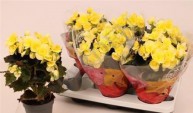 Beg Du Mistiq Yellow	 d14 h38 - Жарден. Оптово-розничные продажи цветов и растений в Уральском регионе.