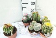 Cactus Gem	d14 h18 - Жарден. Оптово-розничные продажи цветов и растений в Уральском регионе.