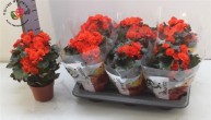 Beg Du Mocca Orange	 d4 h35 - Жарден. Оптово-розничные продажи цветов и растений в Уральском регионе.