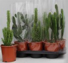 Cactus Ov	d17 h55 - Жарден. Оптово-розничные продажи цветов и растений в Уральском регионе.