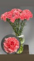 Гвоздика розовая - Жарден. Оптово-розничные продажи цветов и растений в Уральском регионе.