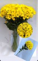Хризантема "Bacardi" желтая - Жарден. Оптово-розничные продажи цветов и растений в Уральском регионе.