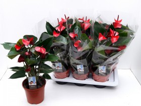 Anthu An Adios Red d 17 h 55 - Жарден. Оптово-розничные продажи цветов и растений в Уральском регионе.