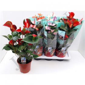 Anth An Florist Mix Bl d 17 h 55 - Жарден. Оптово-розничные продажи цветов и растений в Уральском регионе.