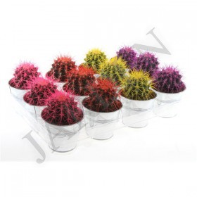 Echinocactus Rainbow In Sinkpot d 10 h 12 - Жарден. Оптово-розничные продажи цветов и растений в Уральском регионе.