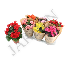 Бегония - Жарден. Оптово-розничные продажи цветов и растений в Уральском регионе.