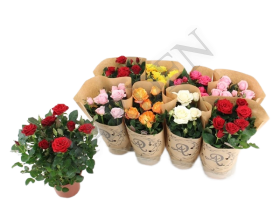 Роза - Жарден. Оптово-розничные продажи цветов и растений в Уральском регионе.