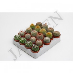 Cactus Boll Mix d 5.5 h 10 - Жарден. Оптово-розничные продажи цветов и растений в Уральском регионе.