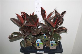 Ficus El Ruby d17 h50 - Жарден. Оптово-розничные продажи цветов и растений в Уральском регионе.