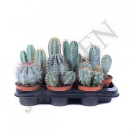 Cactus Mix Blue d 10.5 h 27 - Жарден. Оптово-розничные продажи цветов и растений в Уральском регионе.