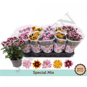 Chrys Special Mix d 12 h 25 - Жарден. Оптово-розничные продажи цветов и растений в Уральском регионе.
