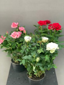 Роза Кордана /11 - Жарден. Оптово-розничные продажи цветов и растений в Уральском регионе.