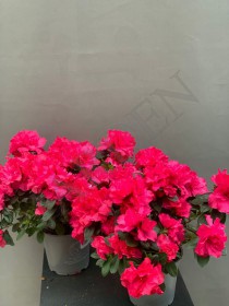 Азалия/Рододендрон микс 12д - Жарден. Оптово-розничные продажи цветов и растений в Уральском регионе.
