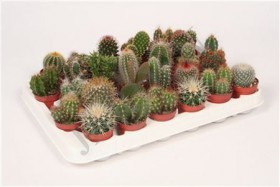 Cactus Gem 18 Srt	 - Жарден. Оптово-розничные продажи цветов и растений в Уральском регионе.