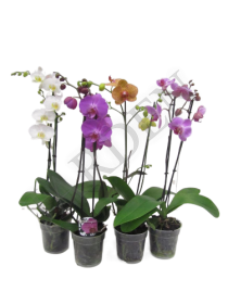 Орхидея - Жарден. Оптово-розничные продажи цветов и растений в Уральском регионе.
