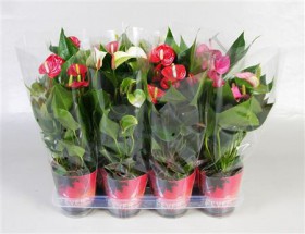 Anthu An Gem 4 Kl	 d14 h50 - Жарден. Оптово-розничные продажи цветов и растений в Уральском регионе.