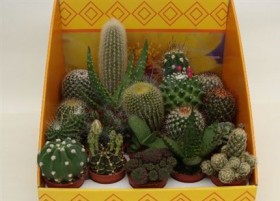 Cactus OV d 8,5 h12 - Жарден. Оптово-розничные продажи цветов и растений в Уральском регионе.