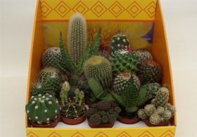 Cactus Gem	 d10,5 h16 - Жарден. Оптово-розничные продажи цветов и растений в Уральском регионе.
