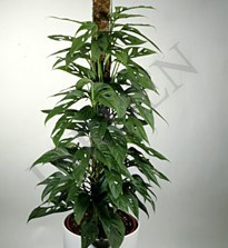 Monstera Adansonii	d12 h25 - Жарден. Оптово-розничные продажи цветов и растений в Уральском регионе.