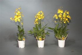 Oncidium Ov	d12 h55 - Жарден. Оптово-розничные продажи цветов и растений в Уральском регионе.