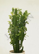 Euphor Trigona	d12 h40 - Жарден. Оптово-розничные продажи цветов и растений в Уральском регионе.