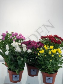 ХРИЗАНТЕМА DOUBLE mix  30/012 - Жарден. Оптово-розничные продажи цветов и растений в Уральском регионе.