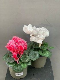 Цикламен  крупноцветковый д 14 - Жарден. Оптово-розничные продажи цветов и растений в Уральском регионе.