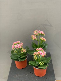 Каланхое Calandiva d9 h22 - Жарден. Оптово-розничные продажи цветов и растений в Уральском регионе.