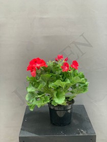 Пеларгония крупноцветковая 13д - Жарден. Оптово-розничные продажи цветов и растений в Уральском регионе.