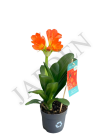 970502 Кливия miniata 30/013 - Жарден. Оптово-розничные продажи цветов и растений в Уральском регионе.