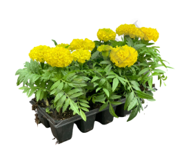 ТАГЕТЕС прямостоячий в кассете  - Жарден. Оптово-розничные продажи цветов и растений в Уральском регионе.