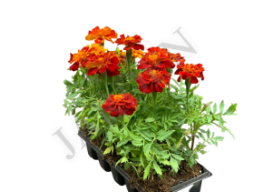 ТАГЕТЕС отклоненный в кассете  - Жарден. Оптово-розничные продажи цветов и растений в Уральском регионе.