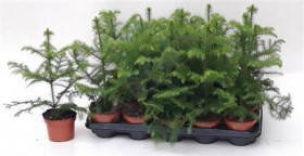 Araucaria Heterophylla d 10 h 35 - Жарден. Оптово-розничные продажи цветов и растений в Уральском регионе.