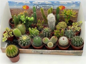 Cactus Mix In Showbox d 8.5 h 10 - Жарден. Оптово-розничные продажи цветов и растений в Уральском регионе.