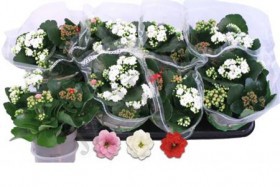 Kal Ros Mix d 21 h 100 - Жарден. Оптово-розничные продажи цветов и растений в Уральском регионе.