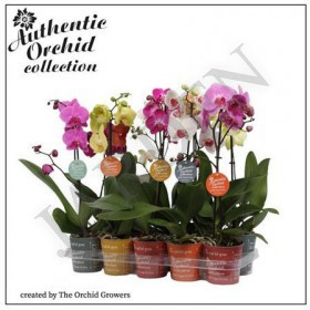 Phal 1st Authentic Mix 6+ (orchid Growers) - Жарден. Оптово-розничные продажи цветов и растений в Уральском регионе.