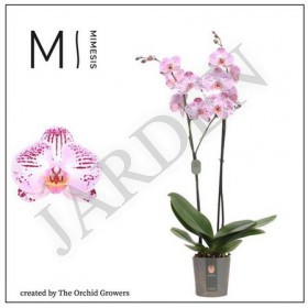 Phal 2st Cassie Mimesis (the Orchid Growers) - Жарден. Оптово-розничные продажи цветов и растений в Уральском регионе.