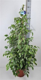Ficus Be Golden King d 27 h 140 - Жарден. Оптово-розничные продажи цветов и растений в Уральском регионе.
