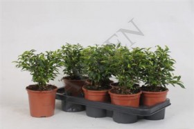 Ficus Be Natasja d14 h30 - Жарден. Оптово-розничные продажи цветов и растений в Уральском регионе.