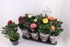 Rosa Patio Mix Clock d 13 h 33 - Жарден. Оптово-розничные продажи цветов и растений в Уральском регионе.