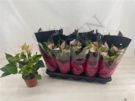 Anth An Nano Pink 5+ d12 h 38 - Жарден. Оптово-розничные продажи цветов и растений в Уральском регионе.