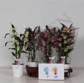 Dendr Nob 2st Mix 10+ (de Hoog) - Жарден. Оптово-розничные продажи цветов и растений в Уральском регионе.