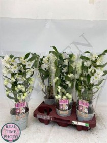 Dendr Nobile 2st Apollon 12+ (bos) - Жарден. Оптово-розничные продажи цветов и растений в Уральском регионе.