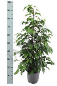 Ficus Be Danielle d 21 h 100 - Жарден. Оптово-розничные продажи цветов и растений в Уральском регионе.