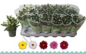 Chrys Gem 5 Kl d9 h22	 - Жарден. Оптово-розничные продажи цветов и растений в Уральском регионе.