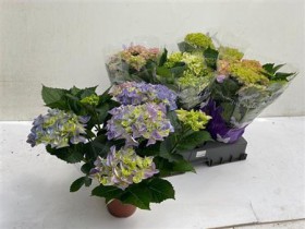Hydr M Gem	d15 h45 - Жарден. Оптово-розничные продажи цветов и растений в Уральском регионе.