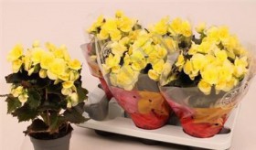 Beg Du Mistiq Yellow	 d14 h38 - Жарден. Оптово-розничные продажи цветов и растений в Уральском регионе.