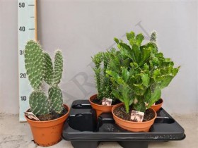 Cactus Gem	d15 h35 - Жарден. Оптово-розничные продажи цветов и растений в Уральском регионе.