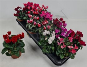 Cycl Kl Sup Carino	d10,5 h12 - Жарден. Оптово-розничные продажи цветов и растений в Уральском регионе.